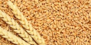 Fresh Wheat Grains