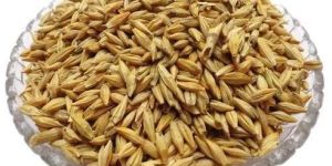 Hulled Barley Seeds
