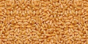 Lokwan Wheat Grains