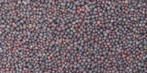Mustard Seeds