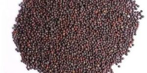 Ragi Finger Millet Seeds