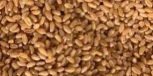 Golden Wheat Grains