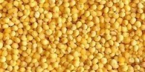 Yellow Millet Seeds