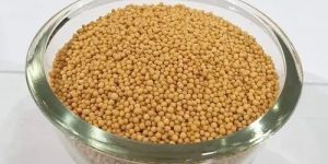 Yellow Sorghum Seeds