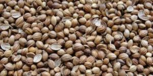 Coriander Seed