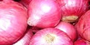 Fresh Red Onion