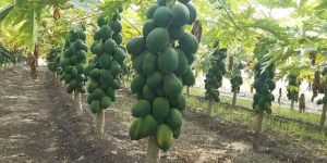 Papaya Plant