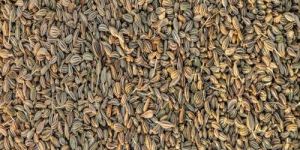 Carom Seeds