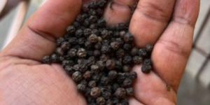 Black Pepper