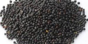 Black Mustard Seeds