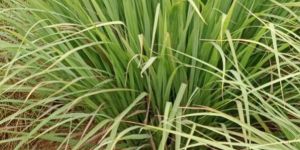 Lemongrass