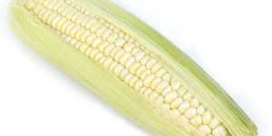 Fresh White Corn