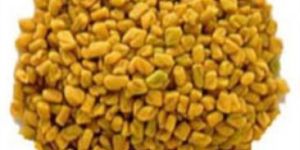 Fenugreek