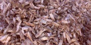 Dried Shrimp Shells
