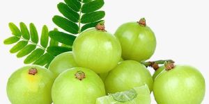 Fresh Amla