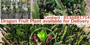 Dragon Fruit Plant