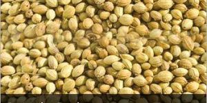 Coriander Seeds
