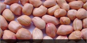 Groundnut