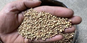 Coriander Seeds