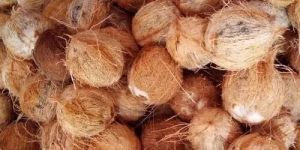 Fresh Husked Coconut