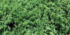 Alfalfa natural & dry grass