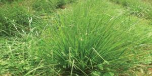 Vetiver Grass