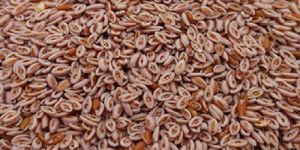 Psyllium Seeds