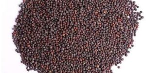 Mustard Seeds
