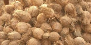 Semi Husked Coconuts