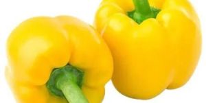Yellow Capsicum