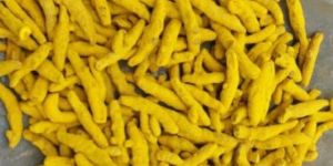 Turmeric Finger (Haldi)