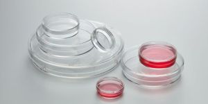 Culture Petri Dish
