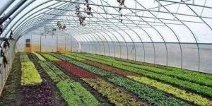 Green House Structure