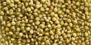 Browntop Millet
