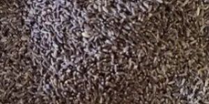 Black Wheat Seeds