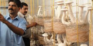 Mushroom Cultivation Training Services