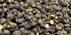Sichuan Pepper