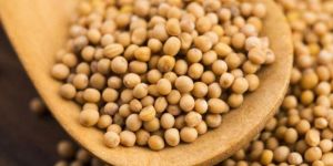 Organic Yellow Mustard Seed