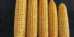 DHM 103 Maize