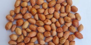 Groundnut Seeds