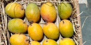 Fresh Alphonso Mango
