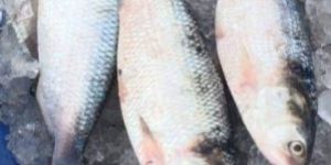 Fresh Hilsa Fish