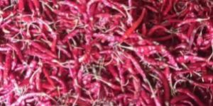 Teja Red Chilli