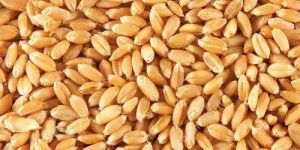 Wheat Seeds