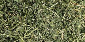 Alfalfa Hay