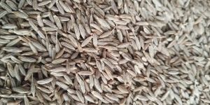 Jeera Seed