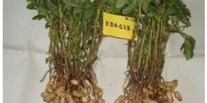 Phule Warna KDG-128 Peanut Kernels