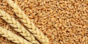 Wheat Seed