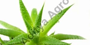 Natural Aloe Vera Plant