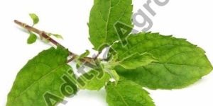 Tulsi Leaves
